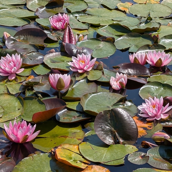 Meet your Posher, Posh - Picture 1 of 1